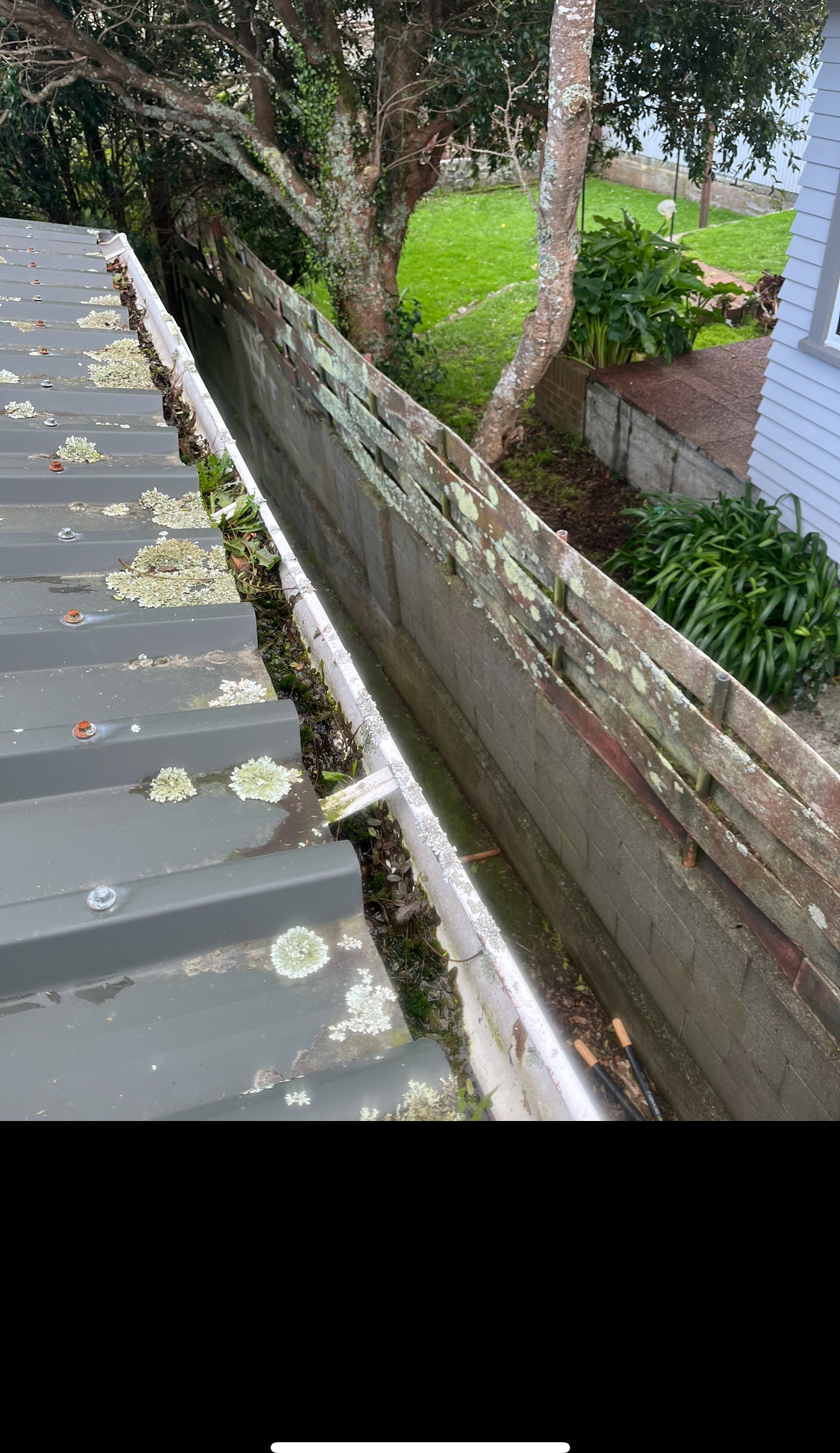 Gutter blocked with moss, lichen and plant growth before cleaning